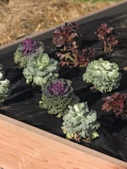 Easy-Plant Weed Block Mulch -Gardenify Store 40356 219 tif