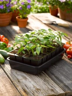 Growease Seed Starter Kit -Gardenify Store 8589987 1148 tif