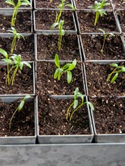 Seed Starting Mix, 9 Qts. -Gardenify Store 8592212 6177