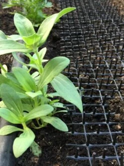 Cat Scat Mat 8 Cat Scat Mat -Gardenify Store 8592448 03CUST tif