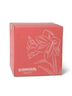 Amaryllis Planting Kit -Gardenify Store 8608878 755