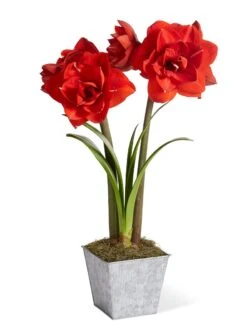 Amaryllis Planting Kit -Gardenify Store 8608878 diykit 2021 01