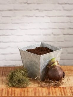 Amaryllis Planting Kit -Gardenify Store 8608878 diykit 2021 02