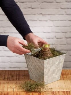 Amaryllis Planting Kit -Gardenify Store 8608878 diykit 2021 04