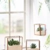 Copper And Glass Terrariums, Set Of 3