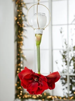 Waxed Amaryllis Brass Hangers, Set Of 3 -Gardenify Store 8609252 2020 6014