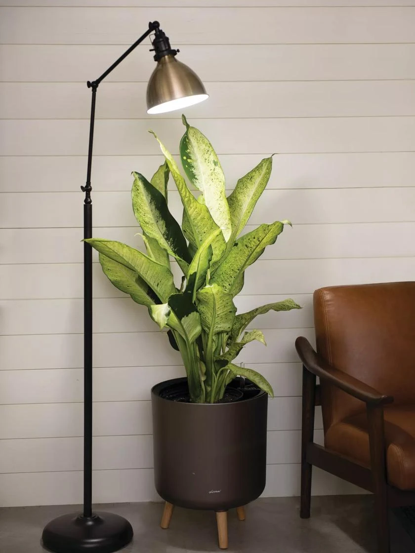 Alden Grow Lamp 1 Alden Grow Lamp