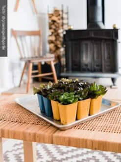 Gardener's Best® XL 6-Cell Planting Tray, Set Of 4 -Gardenify Store 8613031 01IN cdt