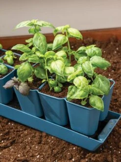 Gardener's Best® XL 6-Cell Planting Tray, Set Of 4 -Gardenify Store 8613031 6302