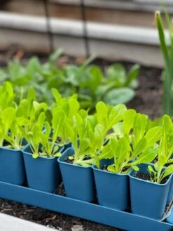 Gardener's Best® XL Seed Starting Kit 13 Gardener's Best® XL Seed Starting Kit -Gardenify Store 8613066 01TEST