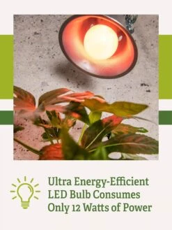 Miracle LED® Absolute Daylight™ Max Flowering Grow Light Bulb -Gardenify Store Miracle Daylight Bulb 2