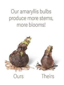 Gardenify Store 15 Gardenify Store -Gardenify Store bulbs ourstheirs 27516