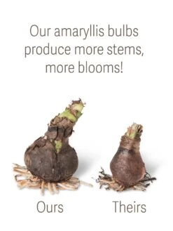 Gardenify Store 7 Gardenify Store -Gardenify Store bulbs ourstheirs 27516 tif